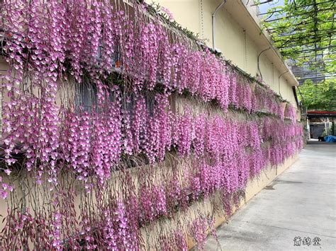 石斛蘭蘭花種類 天花板牆壁發霉
